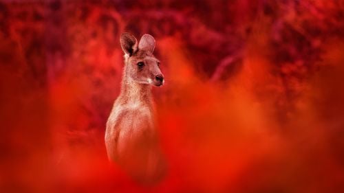 Pompierii se luptă cu incendii de vegetaţie majore în sud-estul Australiei / Fulgerele au declanșat focul care a cuprins zeci de mii de hectare în Parcul Naţional Grampians