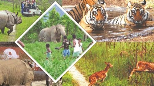 Până în 2070, mai mult de jumătate din suprafața Pământului va fi scena unor conflicte dese și violente între oameni și animale. Raport alarmant