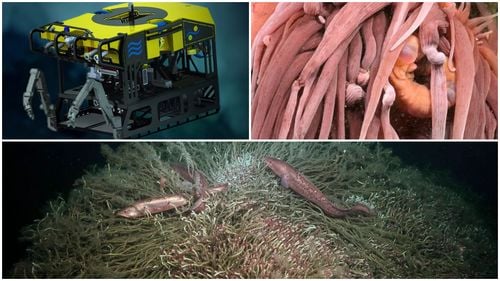 Un robot de mare adâncime a explorat, în Chile, unul dintre cele mai întunecate locuri de pe Pământ – iar ceea ce a găsit a fost uluitor / 60 de specii potențial noi au fost înregistrate