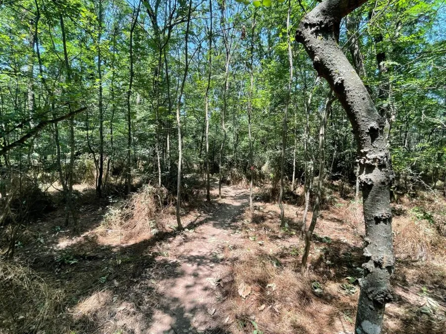 Prima evadare, traseu prin pădure