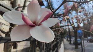FOTO Bucureștiul roz. Magnoliile înflorite au scos locuitorii Capitalei la plimbare pe străzi, în acest weekend