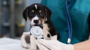 O insulă cu doar 64.000 de locuitori va avea primul spital veterinar deschis nonstop: tratamente de urgență pentru câini, pisici și cai