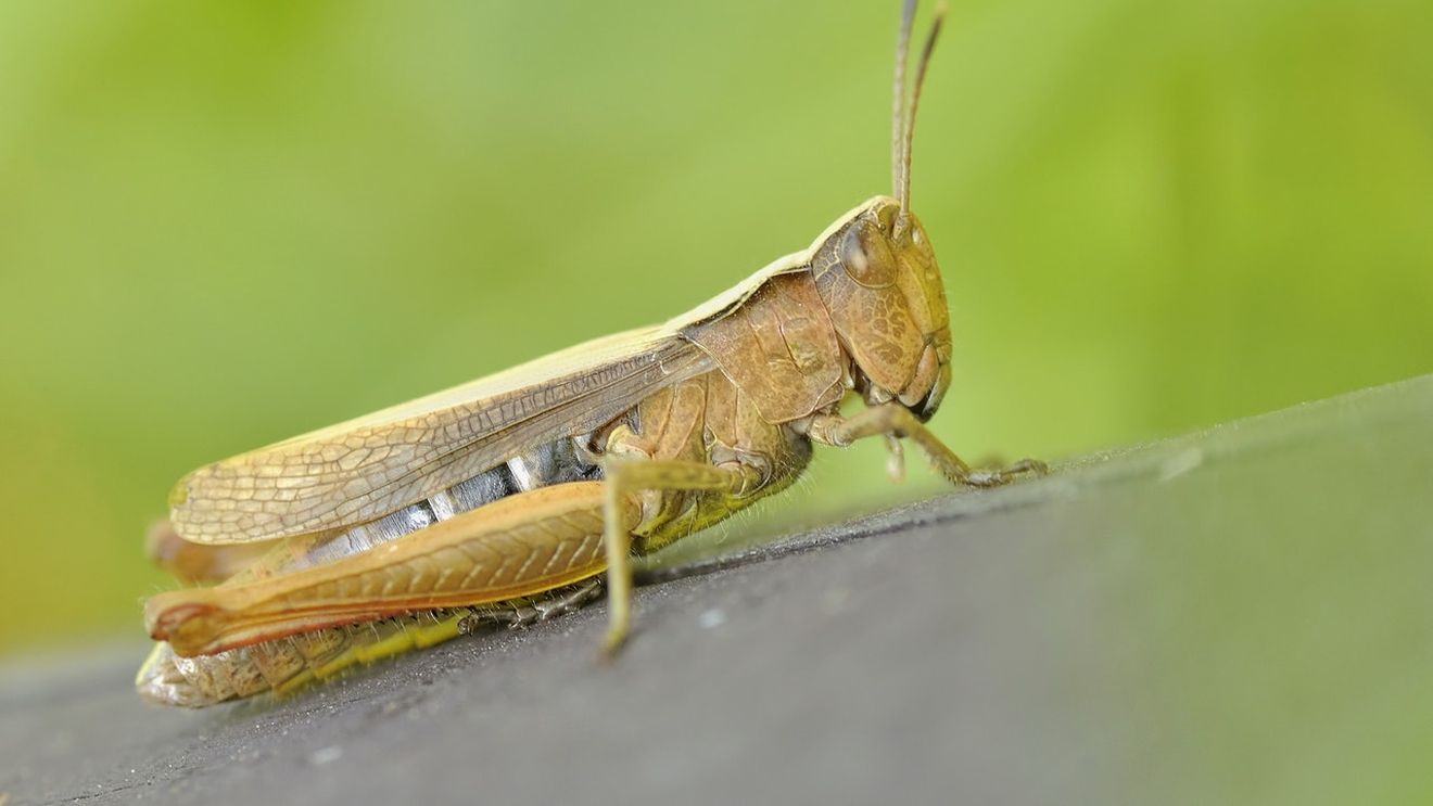 Tulcea: 300 de hectare de teren agricol, afectate de lăcuste