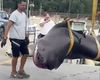 Descoperire spectaculoasă în Toscana: Rechin de 4 metri, găsit de turiști pe o plajă din Follonica / Aparițiile acestei specii în Marea Mediterană e extrem de rară