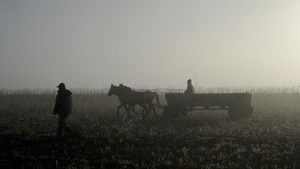 Iarnă blândă, bună pentru agricultură / ANM: Culturile de toamnă se dezvoltă favorabil, doar mici deficite de umiditate