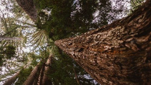Sequoia gigant prosperă în Regatul Unit. Arborii captează o cantitate mare de dioxid de carbon