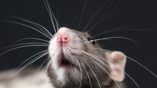 Aceste orașe se confruntă cu o mare problemă legată de șobolani, iar un singur lucru este de vină