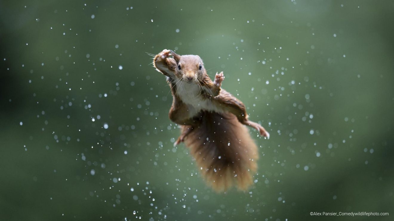FOTOGALERIE Cele mai amuzante fotografii din natură, în concursul Comedy Wildlife