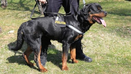 Proiect-pilot la Sibiu de detectare a persoanelor infectate cu COVID-19 cu ajutorul câinilor antrenați special