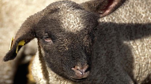 Avertisment DSVSA Giurgiu: ”Cumpărați miel cu capul nedetașat! Au fost tentative de trafic al cărnii de câine”