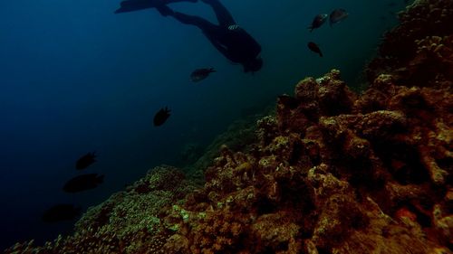 Cantităţile globale de fitoplancton scad odată cu încălzirea oceanelor (studiu)