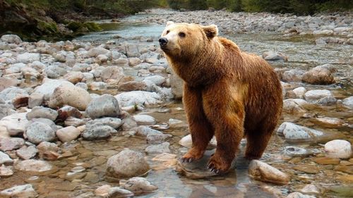 Președintele Iohannis a retrimis la Parlament legea care permitea vânarea urșilor agresivi