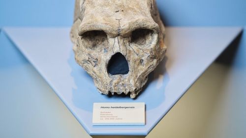 Misteriosul craniu uman de la Petralona, Grecia, a fost datat la cel puțin 286.000 de ani