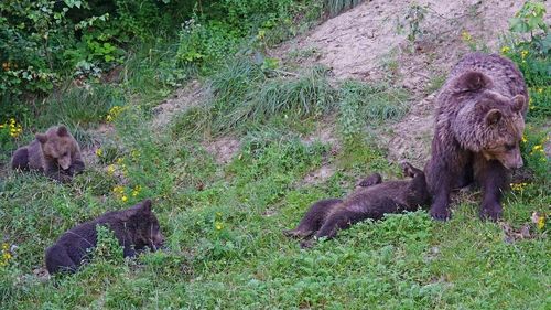 Mesaje RO-Alert în localităţi din judeţele Cluj şi Dâmboviţa, din cauza urșilor