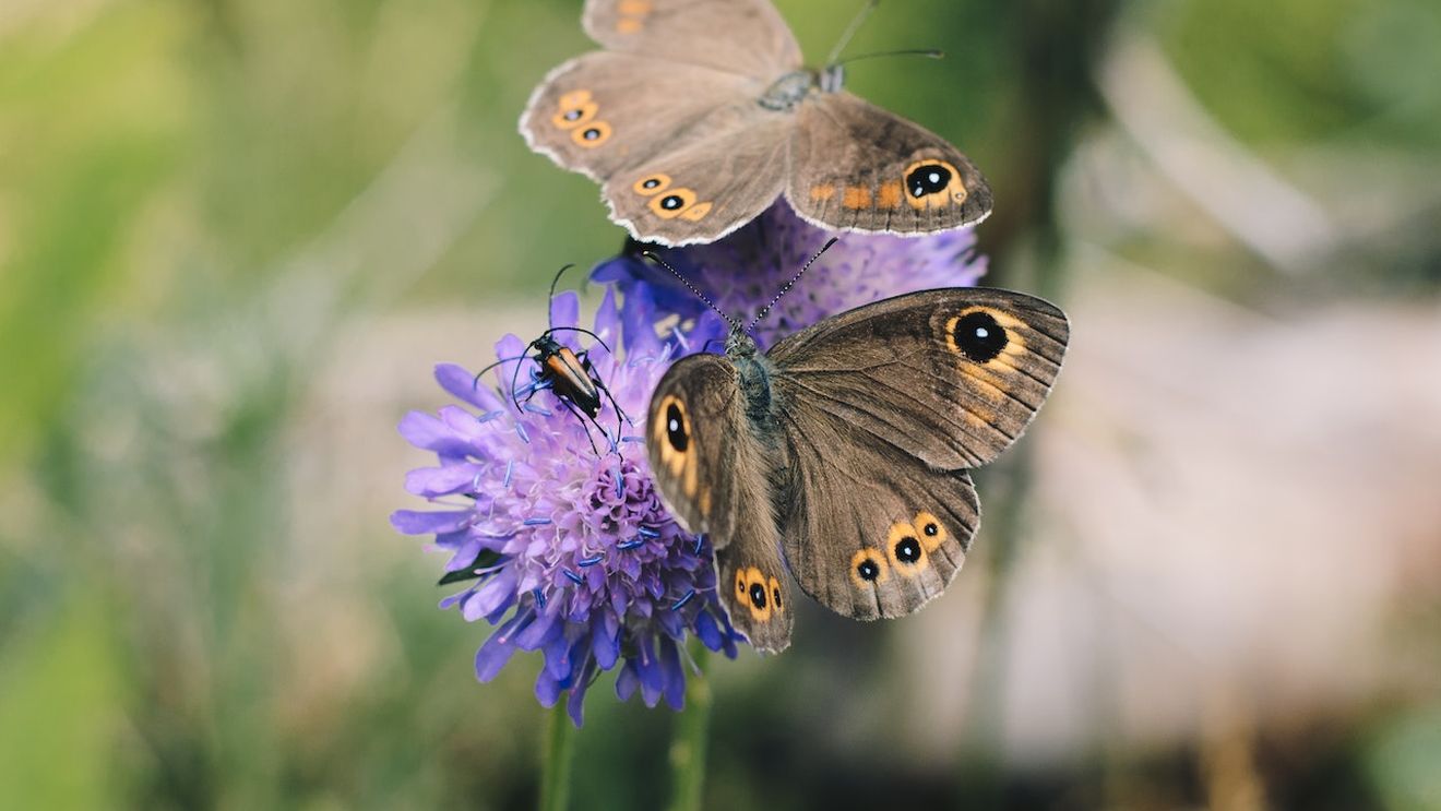 O afacere exotică la Iași, adusă de doi tineri din Chișinău: grădină de fluturi tropicali / „Noi importăm pupe din diferite țări tropicale, mai precis din Filipine, Costa Rica și Africa”