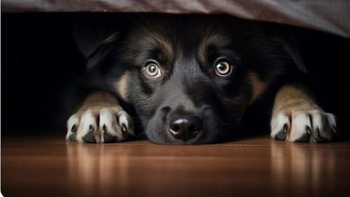 Creierul câinilor anxioși funcționează diferit, arată un studiu realizat prin scanare cerebrală. Legătura dintre frică, comportament și modul în care animalele procesează lumea din jur