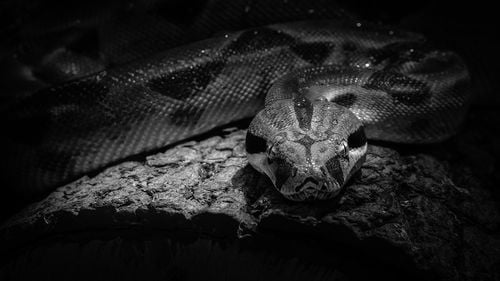 VIDEO Trei şerpi constrictori, descoperiţi la o ghenă de gunoi din Oradea/ Reptilele au fost preluate de Grădina Zoologică