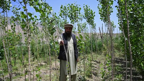 „Fuseseră devastate”: În Afganistan, pădurile renasc din cenușa războiului / Aproximativ 50% din suprafața forestieră a dispărut