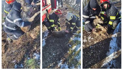 Pui de căprioară, salvat de pompieri dintr-un iaz din Suceava / A căzut în apă din cauza gheții subțiri / ”Sperăm că Bambi va fi bine”