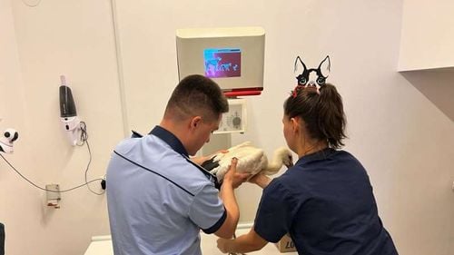 O barză rănită a fost salvată de polițiștii ieșeni de la Protecția Animalelor/ Pasărea a fost dusă la veterinar