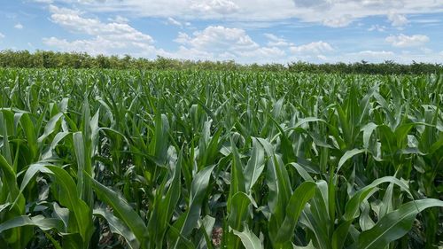 Exportul de cereale ucrainene: Guvernul de la Kiev a acceptat toate cererile României (surse)