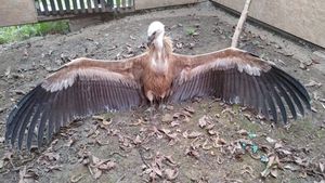 GALERIE FOTO Un vultur sur, pasăre dispărută din România, găsit epuizat în Parcul Natural Lunca Mureşului / Pasărea ar fi ajuns din Bulgaria sau Serbia în cautare de hrană