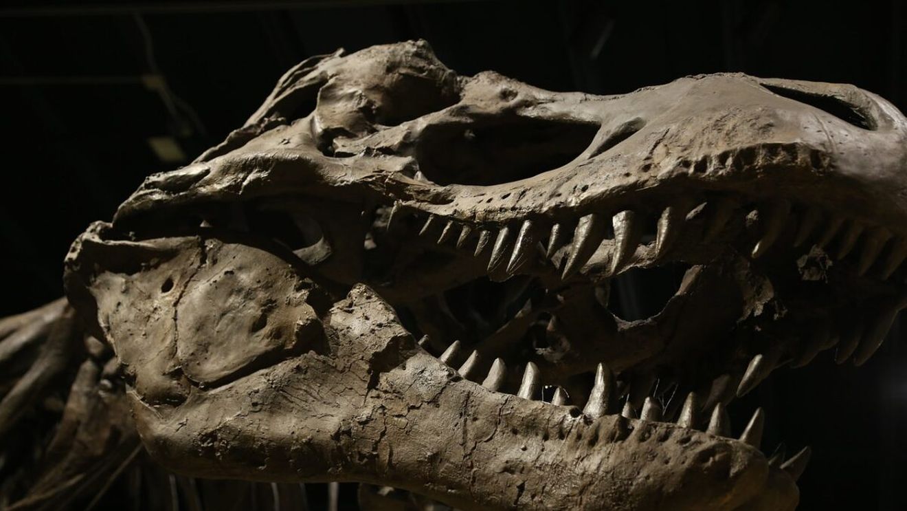 Două noi specii de dinozauri de pradă gigantici au fost descoperite în Australia