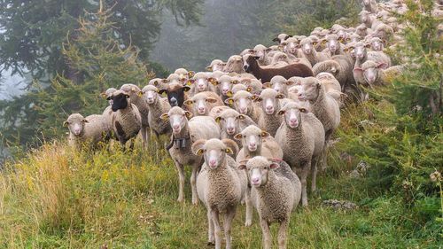 Un cioban din Gorj a murit după ce a fost lovit de fulger / A fost găsit de salvamontiști după ce soția sa a alertat autoritățile / Animalele s-au întors singure acasă