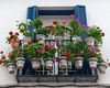 Plante care rezistă la canicula extremă: ce alegi pentru balconul din România