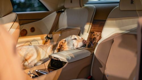 Rolls Royce de 1 milion de dolari personalizat pentru câinele familiei. Blana aurie, amprenta lăbuței și portretul lui Bailey au inspirat cea mai extravagantă mașină de lux