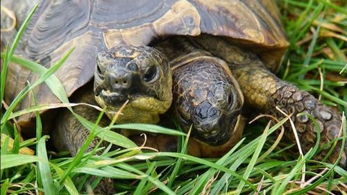 FOTO Sărbătoare dublă la Muzeul de Istorie Naturală din Geneva: Janus, broasca țestoasă cu două capete, împlinește 25 de ani / „Capul drept este mai curios, mai energic. Capul stâng este mai pasiv și îi place să mănânce”