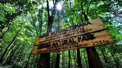 Zăvoi Trail Comana: Competiție nouă de trail running și mountain bike pentru amatori