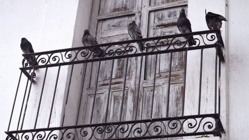 CIA a dezvăluit misiunile secrete cu porumbei-spioni din timpul Războiului Rece