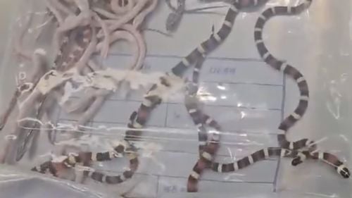 Un bărbat din China a fost prins la vamă cu 100 de șerpi vii ascunși în pantaloni