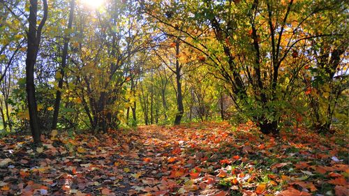 Colterm Timișoara va folosi, în premieră, biomasă pentru a produce energie termică / Primarul Fritz vrea schimbarea legii pentru a putea folosi și lemnul obținut din lucrările la spațiile verzi ale orașului