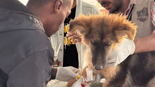 Gaza, locul unde umanitatea se măsoară în vieți de animale salvate și unde Sulala Animal Rescue face minuni (VIDEO & FOTO)