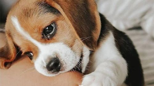 13 moduri inedite prin care câinele tău îți spune ca te iubește