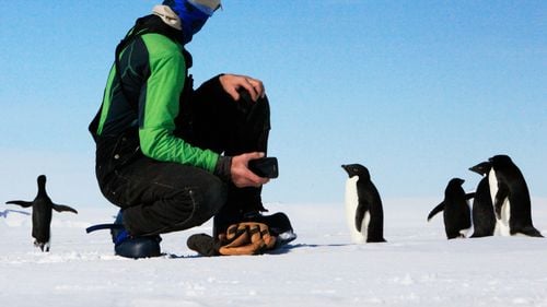 Zăpadă neagră, emisii și gripă aviară: croazierele în Antarctica fac mai mult rău decât ajută