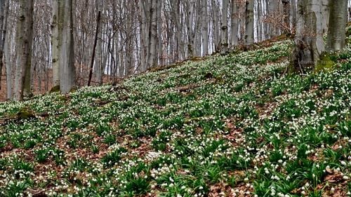 FOTO Au înflorit ghioceii sălbatici din Parcul Natural Grădiștea Muncelului / ”Să admirăm frumusețea ghioceilor în mod responsabil”