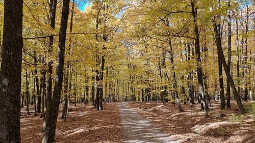 Unanimitate în comisiile parlamentare pentru protejarea pădurilor din Ilfov, viitoare Centură Verde a Capitalei