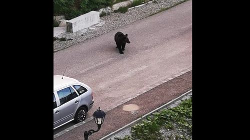 Urs văzut pe o stradă din Râmnicu Vâlcea / Duminică seara forţele de ordine au fugărit aproape două ore un urs prin staţiunea Călimăneşti