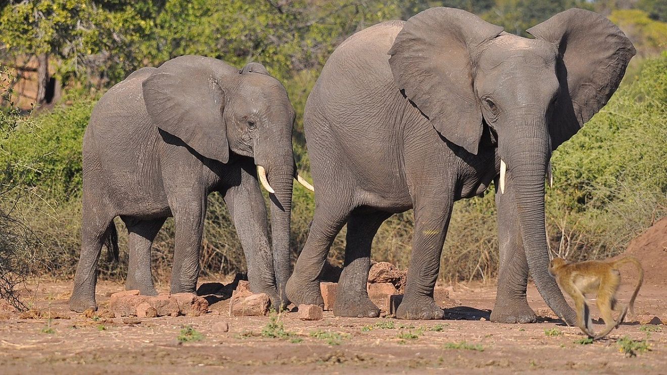 The New York Times: Teste de ADN, puțin noroc și multă muncă pentru întoarcerea unui pui de elefant orfan din Africa la familia lui