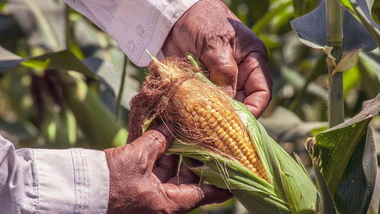 Porumb furajer contaminat cu micotoxina Aflatoxină B1 a ajuns din România în Olanda