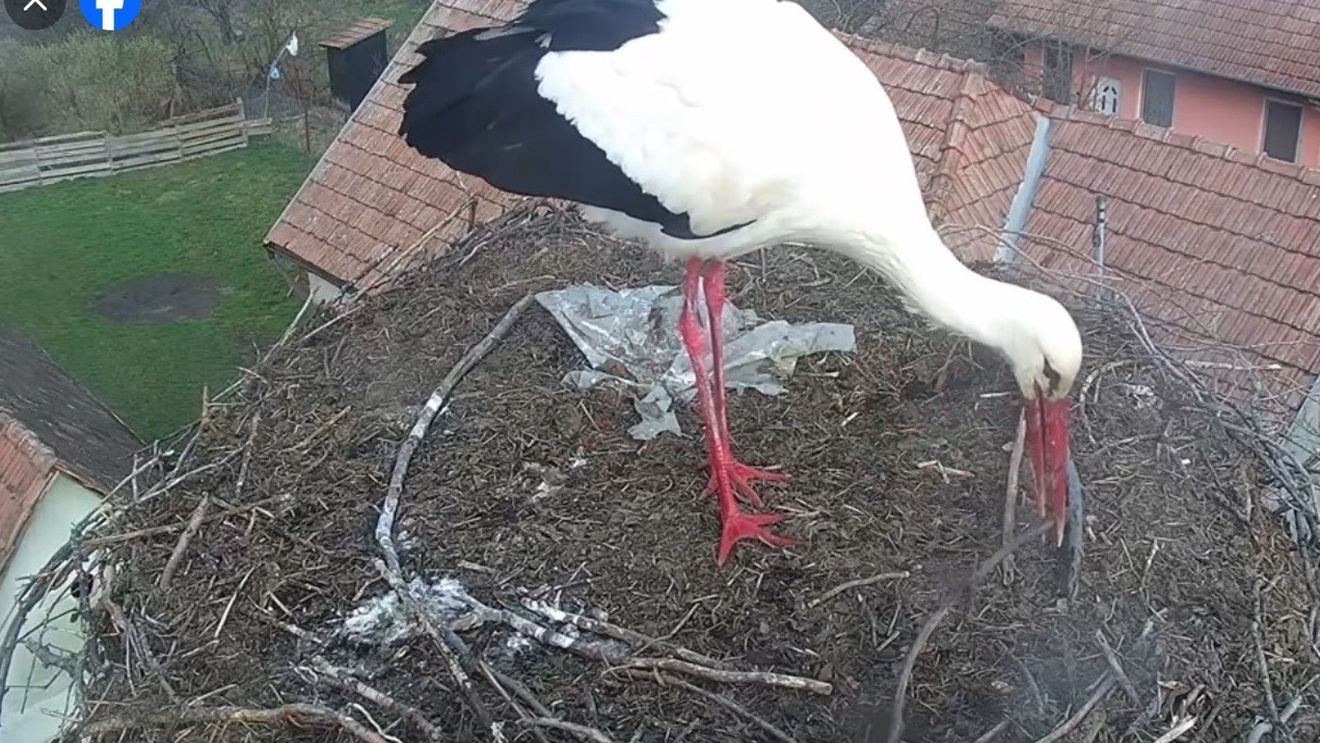 VIDEO A venit prima barză în Mureș. Imagini inedite cu pasărea care își reface cuibul
