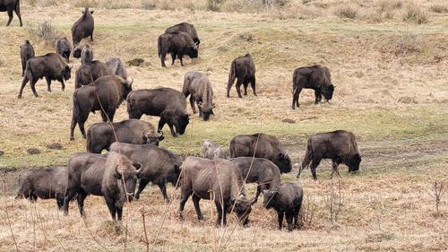 21 de zimbri au murit în Munții Țarcu din cauza unei infestări parazitare masive / „Situația devine critică doar dacă rata mortalității depășește 10-15% din populația totală„ /  Aici sunt aproximativ 300 de zimbri în libertate