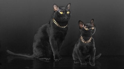 Prima apariție în România a rasei Bombay și confruntarea istorică tată–fiu Wild Forest’s NORDRI și Wild Forest’s PROSECCO (FOTO + VIDEO)