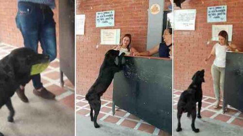 Câinele care a inventat propria monedă. Negro își cumpără biscuiți cu frunze, după ce i-a văzut pe copii plătind cu bani. Povestea lui a emoționant o lume întreagă