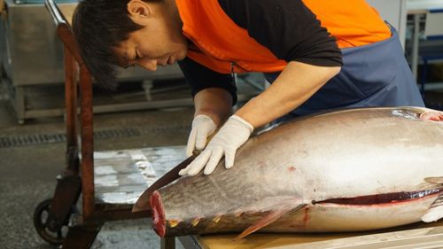 Un ton roşu de 212 kilograme, vândut la o licitaţie din Japonia pentru 257.000 de euro