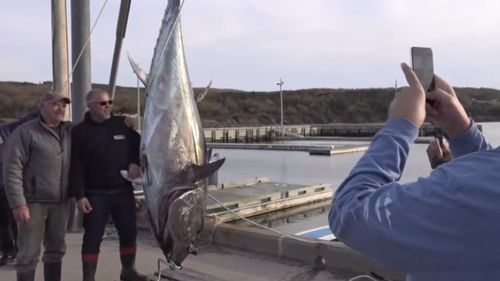 Un ton roșu uriaș a fost vândut la o licitație din Tokyo cu 1,8 milioane de dolari