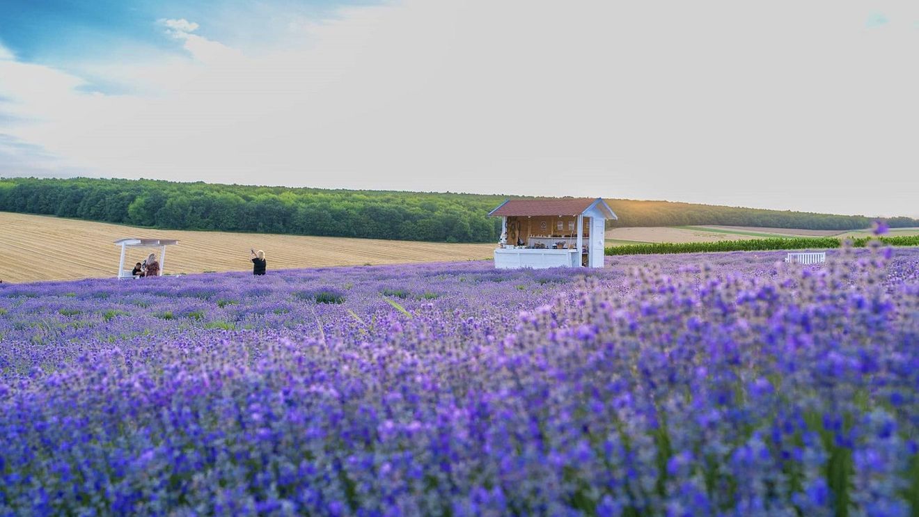 Destinații pentru minivacanță: Zece lanuri de lavandă din toate colțurile țării, unde te poți relaxa în aceste zile / Planta cu miros inconfundabil este în perioada de înflorire maximă, iar în curând va fi culeasă